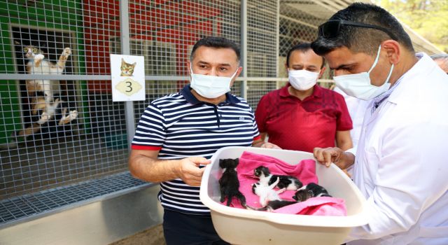 Başkan Yücel o iddiaları yalanladı;uyuyan kedi köpeği öldü diye yalan söylüyorlar