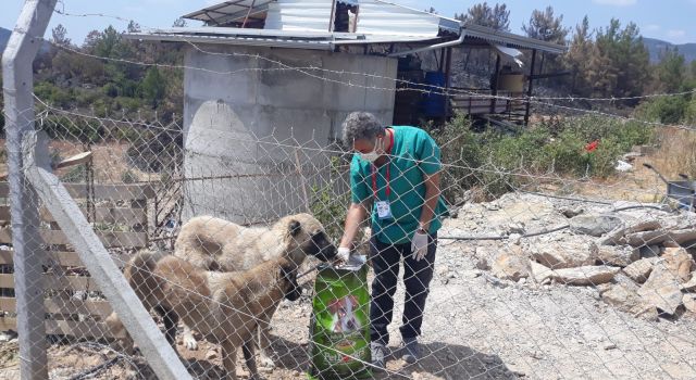 Alanya belediyesi yangından etkilenen canlılara sahip çıkıyor