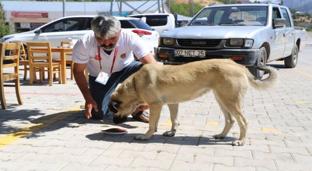 Sokak hayvanları için yaylalarda hummalı çalışma