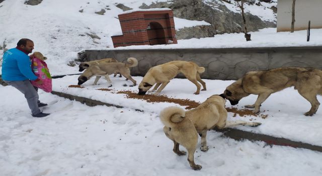 Alanya belediyesi sokak canlılarını unutmadı