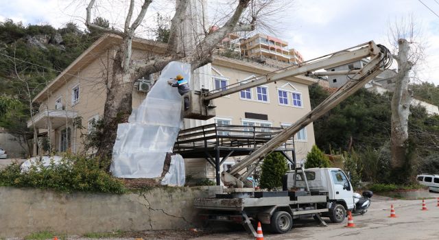 ALANYA BELEDİYESİ DOĞA MİRASI AĞAÇLARI UNUTMADI