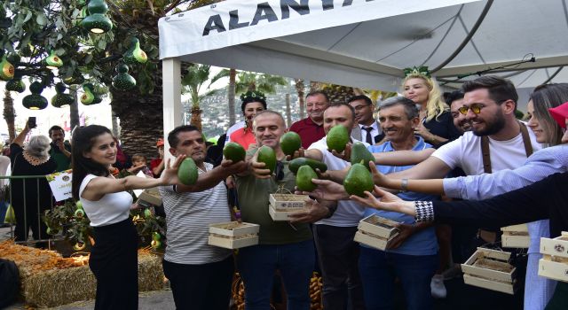 ALANYA’NIN EN GÜZEL AVOKADO BAHÇESİ VE EN AĞIR AVOKADOSU BELLİ OLDU