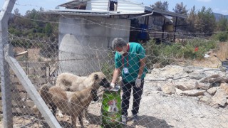 Alanya belediyesi yangından etkilenen canlılara sahip çıkıyor