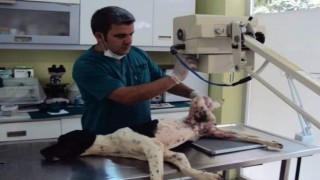 Alanya’nın sevilen veterineri Mustafa Arslan koronadan yoğun bakıma alındı