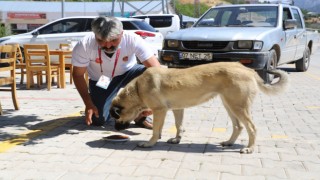 Sokak hayvanları için yaylalarda hummalı çalışma