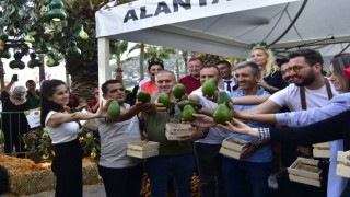 ALANYA’NIN EN GÜZEL AVOKADO BAHÇESİ VE EN AĞIR AVOKADOSU BELLİ OLDU